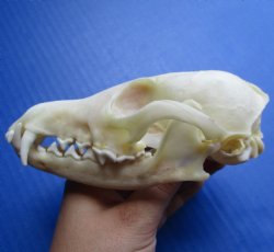 Red Fox Skull 5-1/2 inches - $45