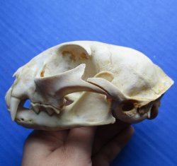 4-3/4 x 3-1/4 inch Bobcat Skull - $60