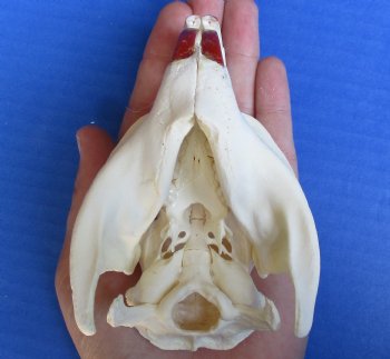 North American Nutria skull 4" x 2-3/4" for $45 