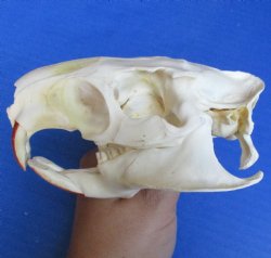 North American Nutria skull 4-1/2" x 3" for $45 