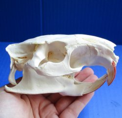 North American Nutria skull 4-1/2" x 2-3/4" for $45 