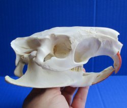 North American Nutria skull 4-3/4" x 3-1/2" for $45 