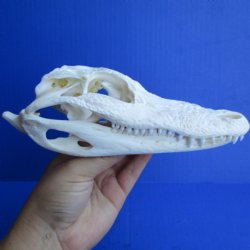 Florida Alligator Skull, 7-1/2" x 3-1/2" - $50