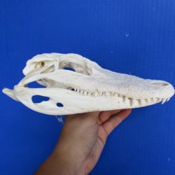 Florida Alligator Skull, 8" x 3-1/2" - $50