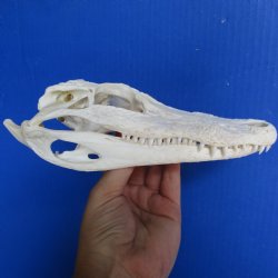 Florida Alligator Skull, 8" x 3-1/2" - $50