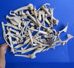 4lb lot of Assorted Wild Boar Bones - $30