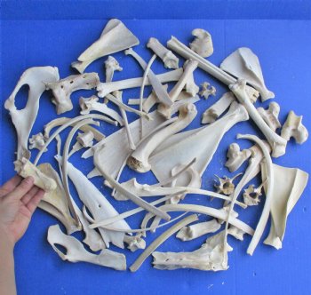 4lb lot of Assorted Wild Boar Bones - $30
