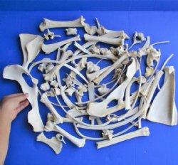 Animal Bones