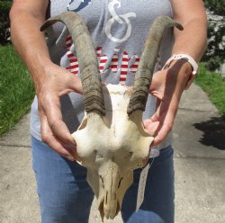 Goat Skull with 11 and 12 inch horns - $120