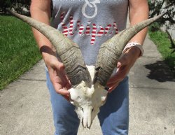 Goat Skull with 14 ...