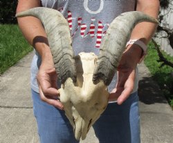 Goat Skull with 13 ...
