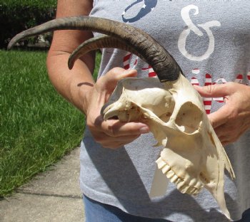 Goat Skull with 10 and 11 inch horns - $120