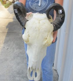 Indian Water Buffalo Skull with horns measuring 18 and 19 inches - $85