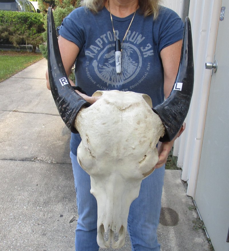 Indian Water Buffalo Skull with horns