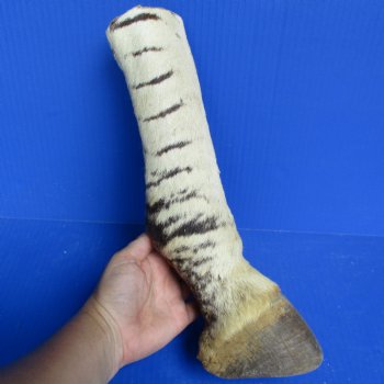 12" African Zebra Foot Mount - $55
