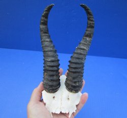 Male Springbok Skull Plate with 8-9" Horns - $30