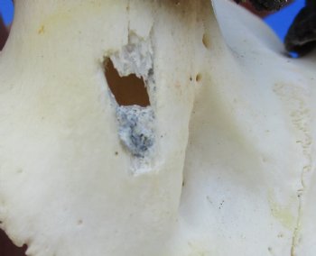 B-Grade Male Springbok Skull Plate with 8-9" Horns - $25