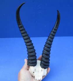 B-Grade Male Springbok Skull Plate with 9-10" Horns - $25