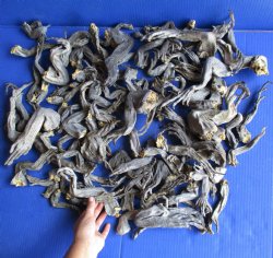 100 Preserved Iguana Legs, 4 to 8 inches  <font color=red>*Special Price* $50</font color=red>