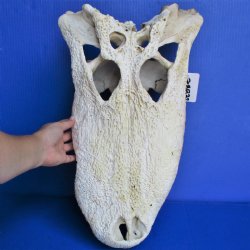 20" Alligator TOP SKULL ONLY with NO Teeth - $30