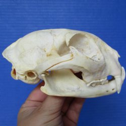 5-1/2" x 3-3/4" inch Bobcat Skull - $60