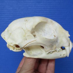 5" x 3-1/2" inch Bobcat Skull - $60