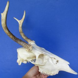 3 point Buck Deer Skull with 8 - 9" Horns - $75
