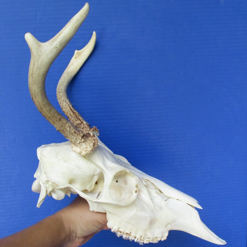 Spike Buck Deer Skull with 8 9 Horns
