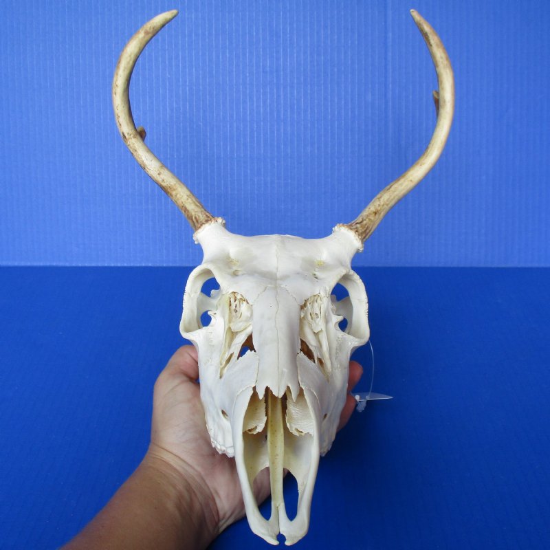 4 point Buck Deer Skull with 8 9 Horns