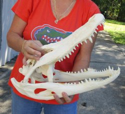 18 inch Beetle Cleaned Florida Alligator Skull - $170