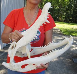 21-1/2 inch Beetle Cleaned Florida Alligator Skull - $295