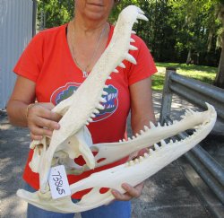 22 inch Beetle Cleaned Florida Alligator Skull - $295