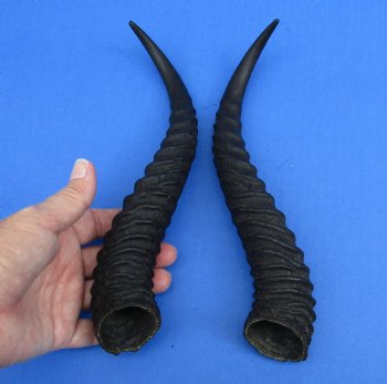 Matching pair of Male Springbok horns measuring 11 inches - $27/lot