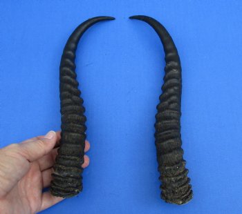 Matching pair of Male Springbok horns measuring 12 inches - $27/lot