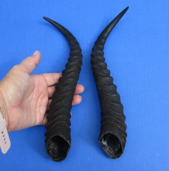 Matching pair of Male Springbok horns measuring 13 inches - $27/lot