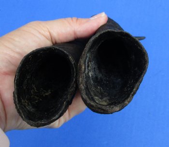 Matching pair of Male Springbok horns measuring 13 inches - $27/lot