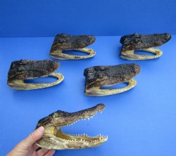 5 piece lot of 7" x 3-1/2" Alligator Heads from 4 foot Gators for $57/lot