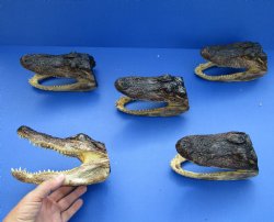 5 piece lot of 7" x 3-1/2" Alligator Heads from 4 foot Gators for $57/lot