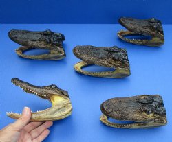 5 piece lot of 6" x 3" Alligator Heads from 4 foot Gators for $49/lot