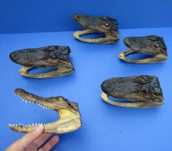5 piece lot of 6" x 3" Alligator Heads from 4 foot Gators for $49/lot