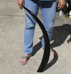41 inch polished buffalo horn from an Indian water buffalo - $24