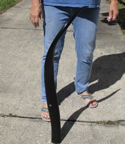 41 inch polished buffalo horn from an Indian water buffalo - $24