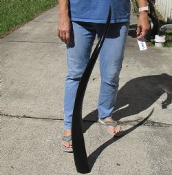 40 inch polished buffalo horn from an Indian water buffalo - $24