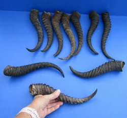 10 XL 11-13 inch African male springbok horns for $70