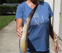 16" White Polished Cow/Cattle horns