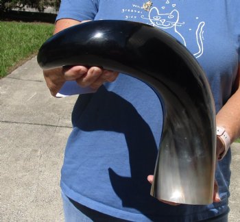 25 inches wide base polished water buffalo horn - $50