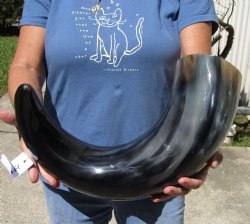 28 inches wide base polished water buffalo horn - $50