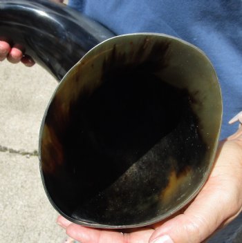 28 inches wide base polished water buffalo horn - $50