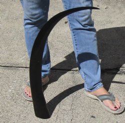 32 inch polished buffalo horn from an Indian water buffalo - $19