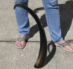 34" Polished Buffalo Horn 